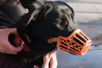 Hund einen Maulkorb