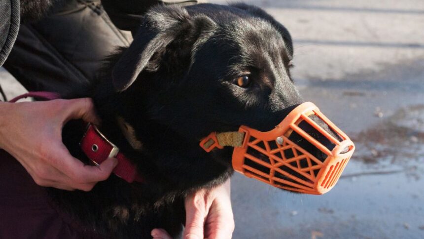 Hund einen Maulkorb