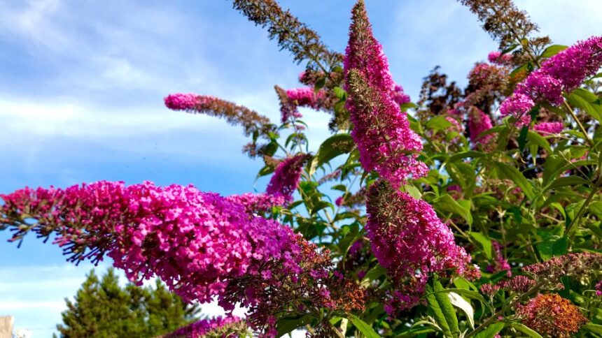 Sommerflieder schneiden