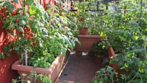 Tomaten