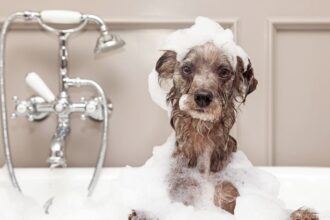 Wie badet man einen Hund