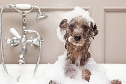 Wie badet man einen Hund