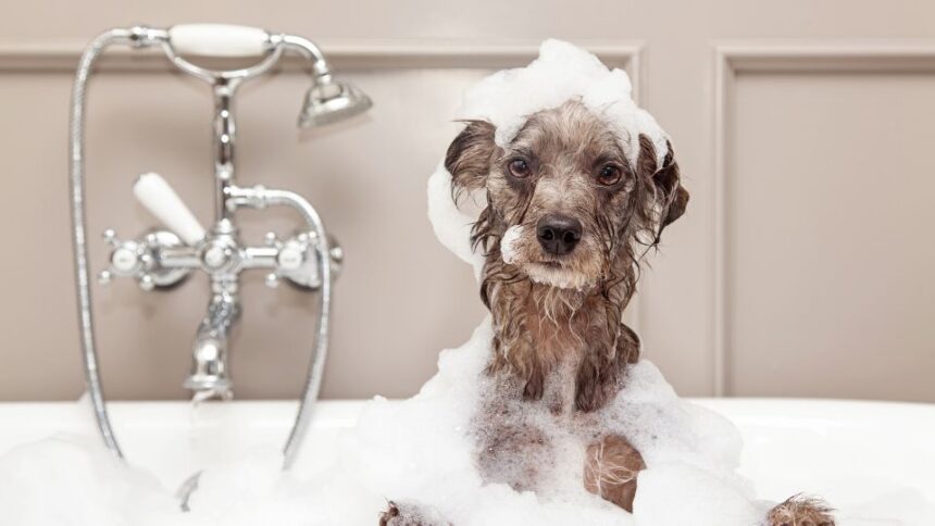 Wie badet man einen Hund